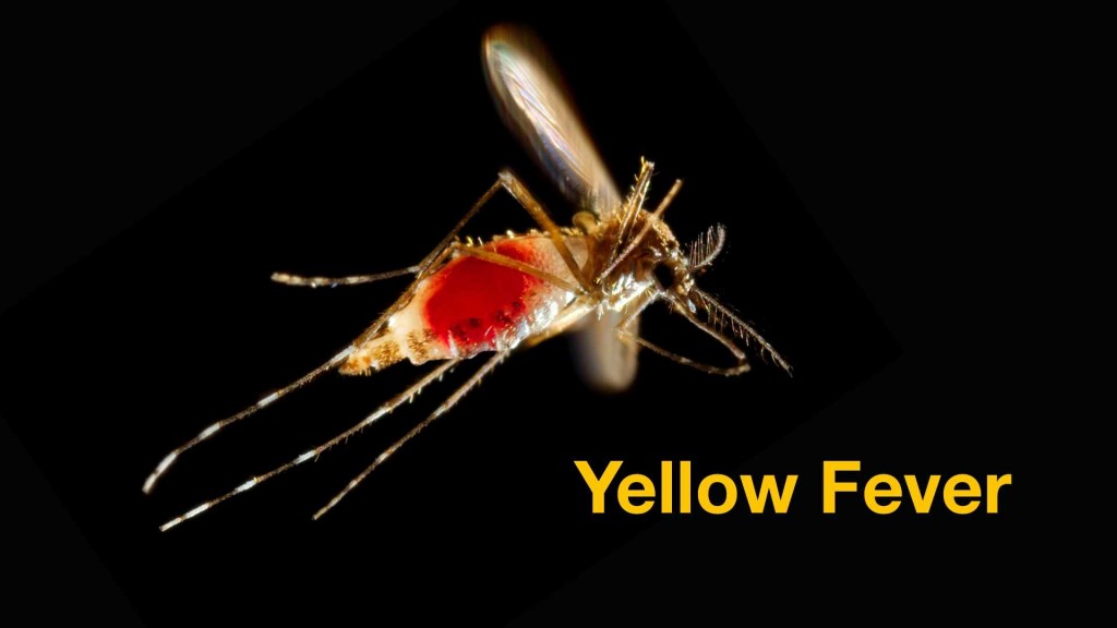 a mosquito in flight with yellow fever written in the graphic