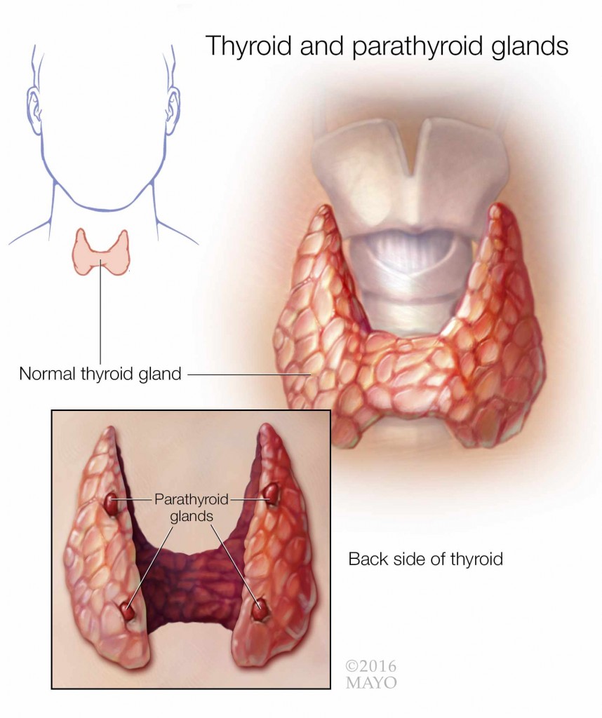 medical illustration of the thyroid and parathyroid glands