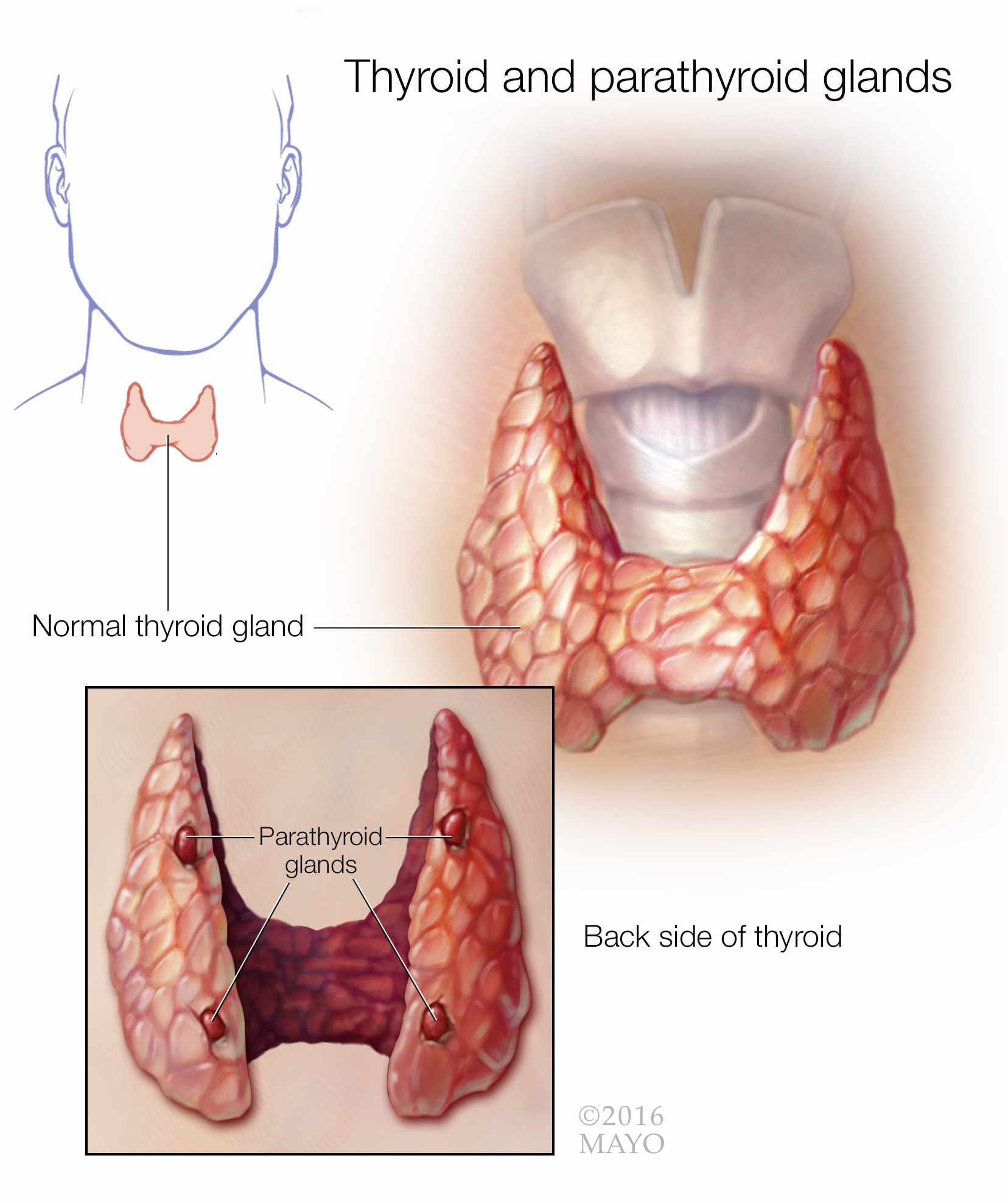 ilustración médica de las glándulas tiroides y paratiroides