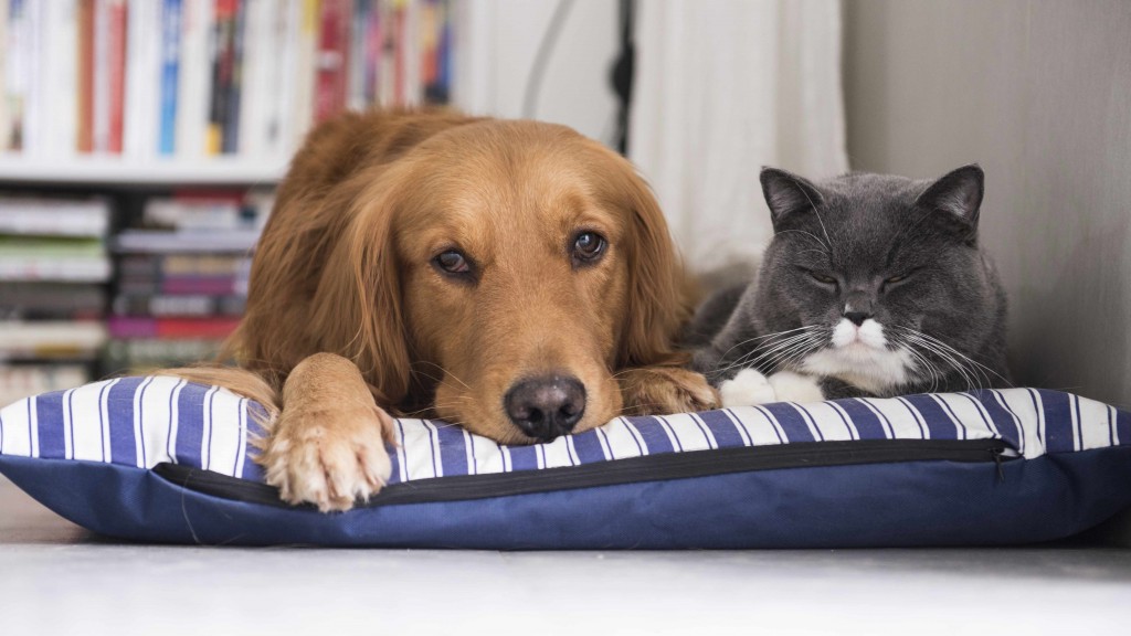 Un perro y un gato descansan juntos en una cama para mascotas
