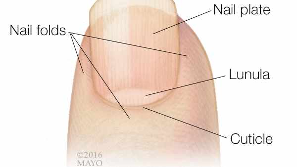 Ilustración médica de la punta de un dedo y una uña