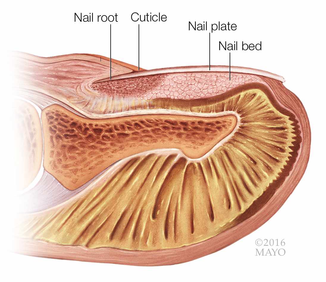 medical illustration of a fingertip and fingernail in cross section