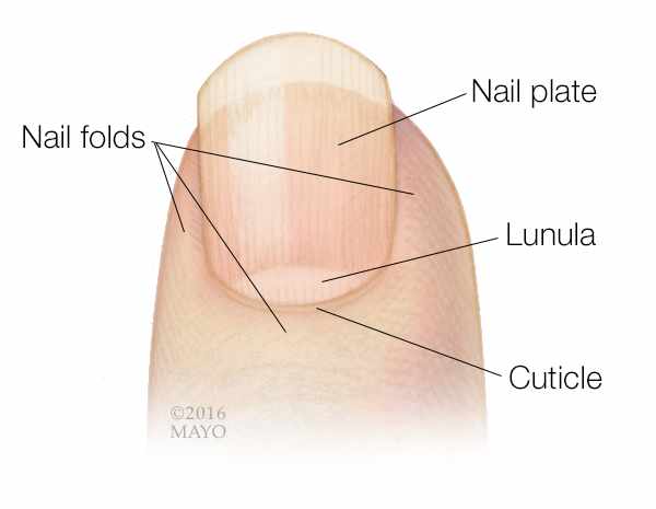 medical illustration of a fingertip and fingernail