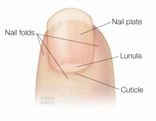 Solved Label the nail parts | Chegg.com