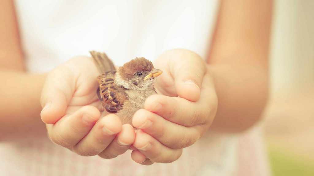 a sparrow sitting in child's hand showing kindness