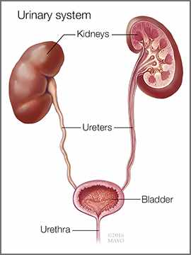 Ilustración médica del sistema urinario, incluidos los riñones, los uréteres, la vejiga y la uretra.