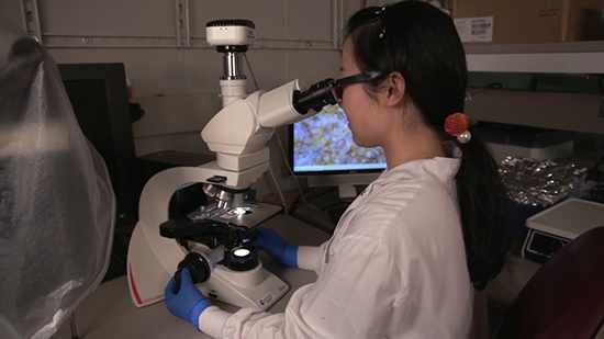 Una científica mira por el microscopio en el laboratorio 