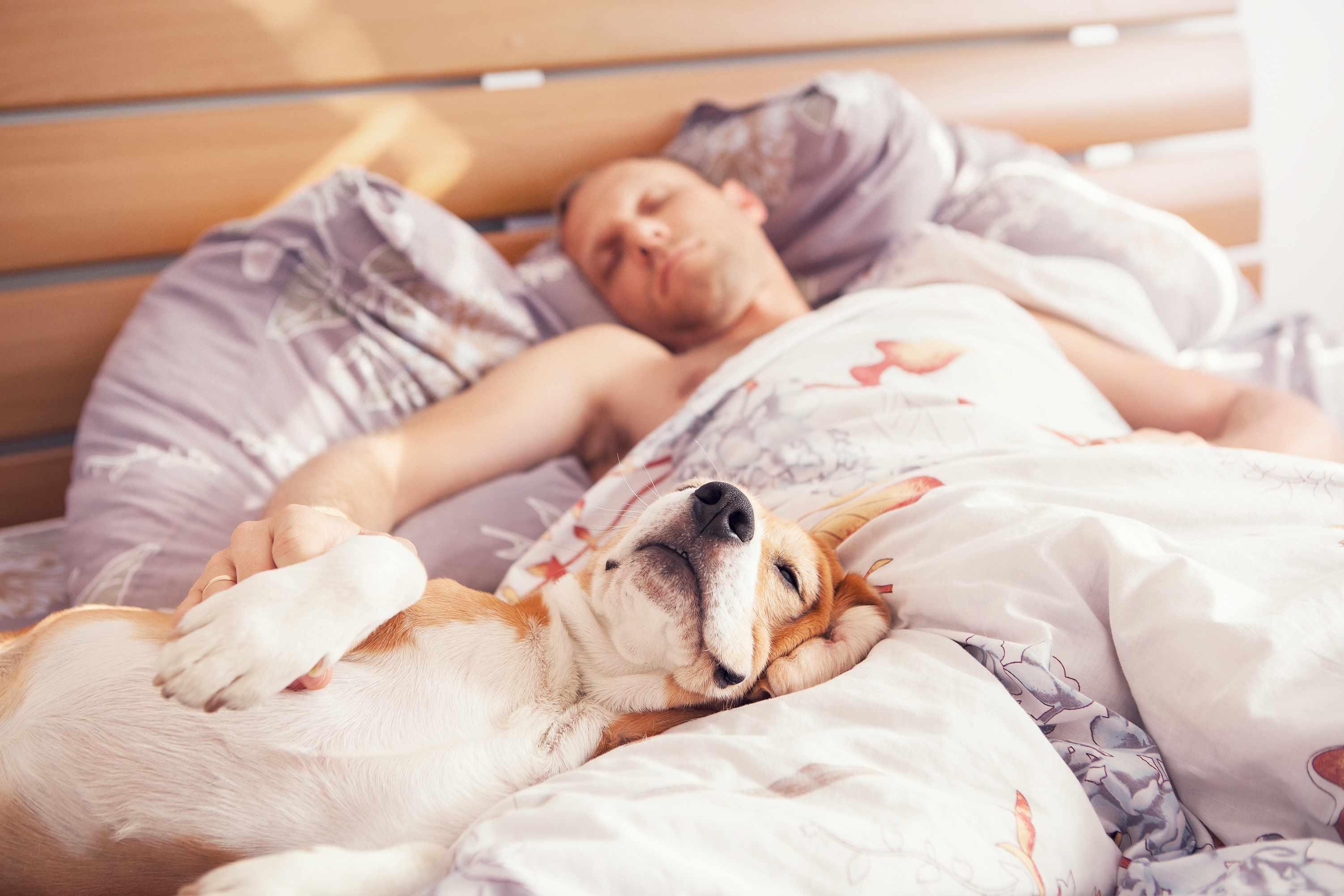 two pets, a cat and a dog, sleeping on someone's bed with pillows