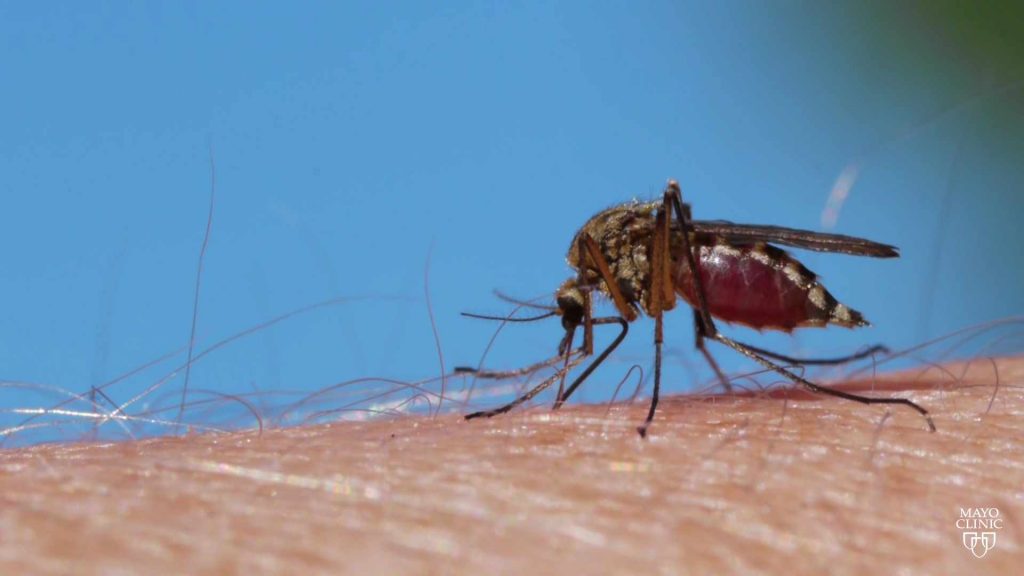 un mosquito le pica a alguien en la piel