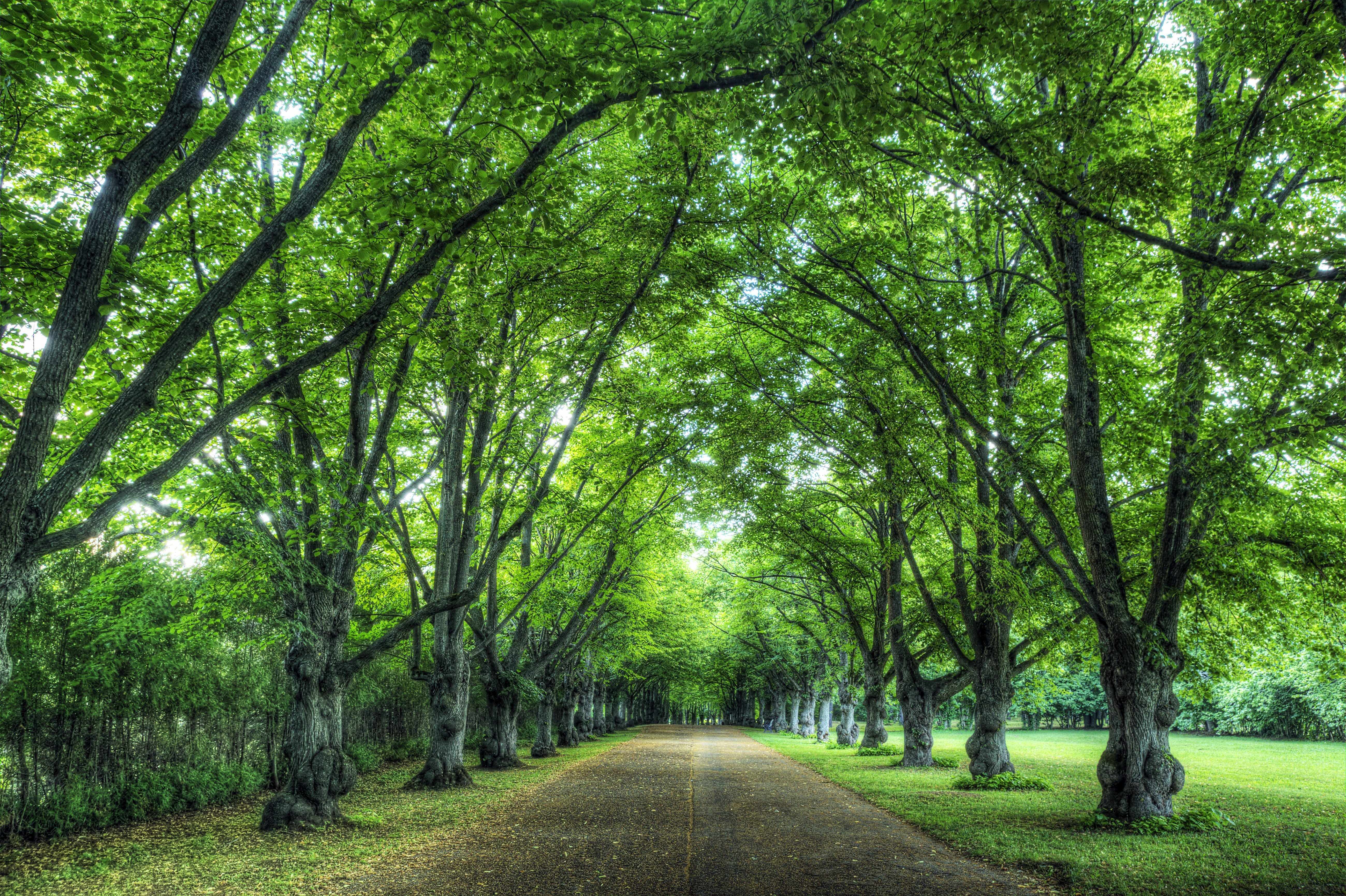 a road lined with green leafy trees, like a tunnel