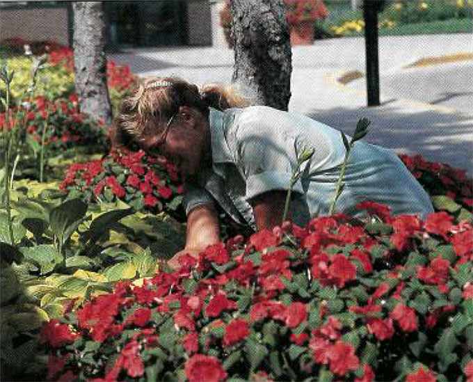 a 1991 photo of Teresa Heckman, summer groundskeeper, tending shade-loving hosta and impatiens on the Mayo Clinic campus in Rochester, Minnesota