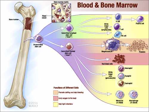 a medical illustration of blood and bone marrow