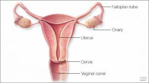 Illustration of the female reproductive system -- fallopian tubes, ovaries, uterus, cervix, vaginal canal