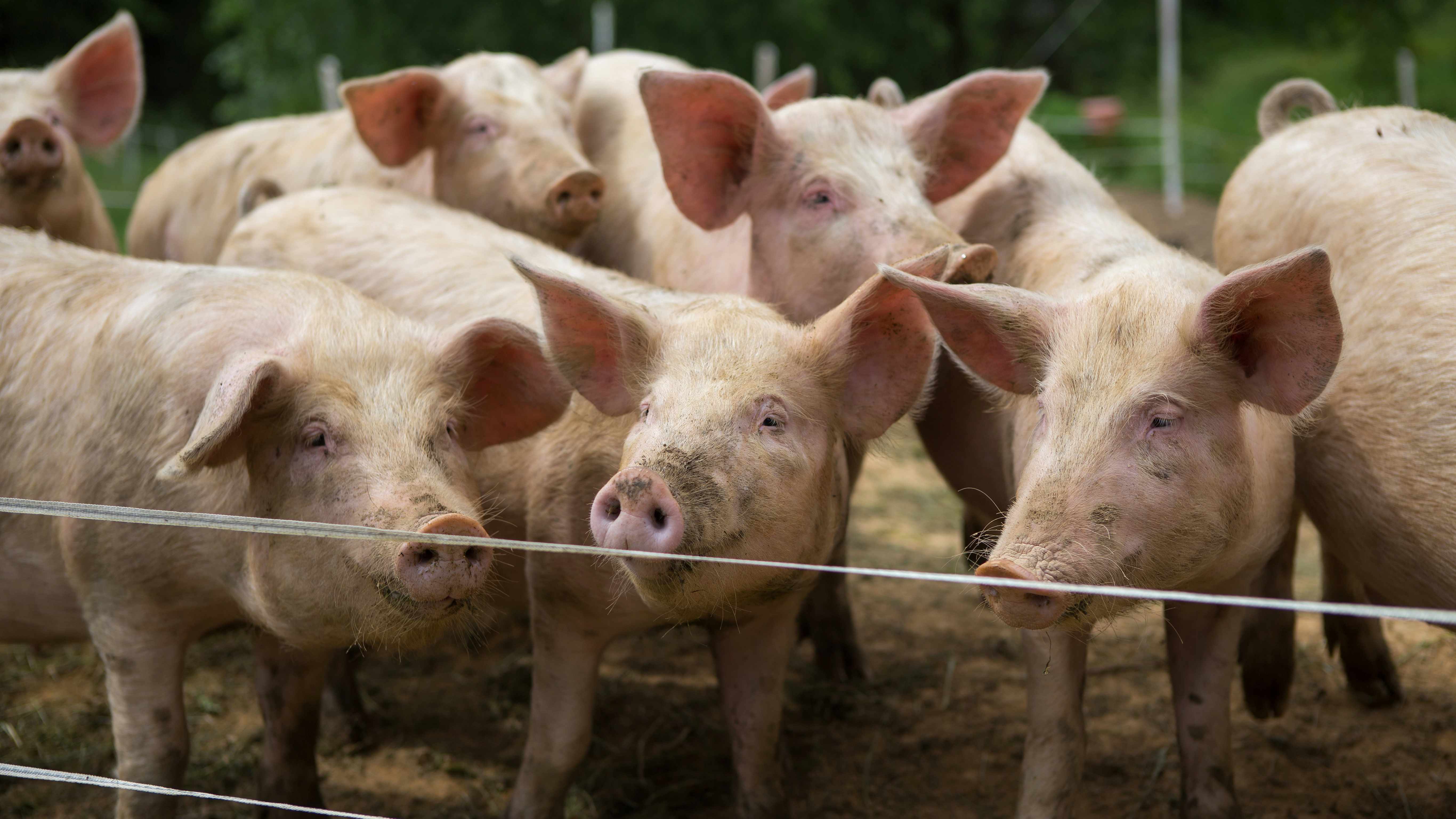 a hog pen full of pigs or swine on a farm