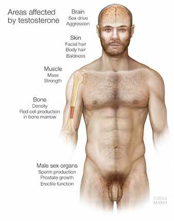 a medical illustration of areas of a man's body affected by testosterone