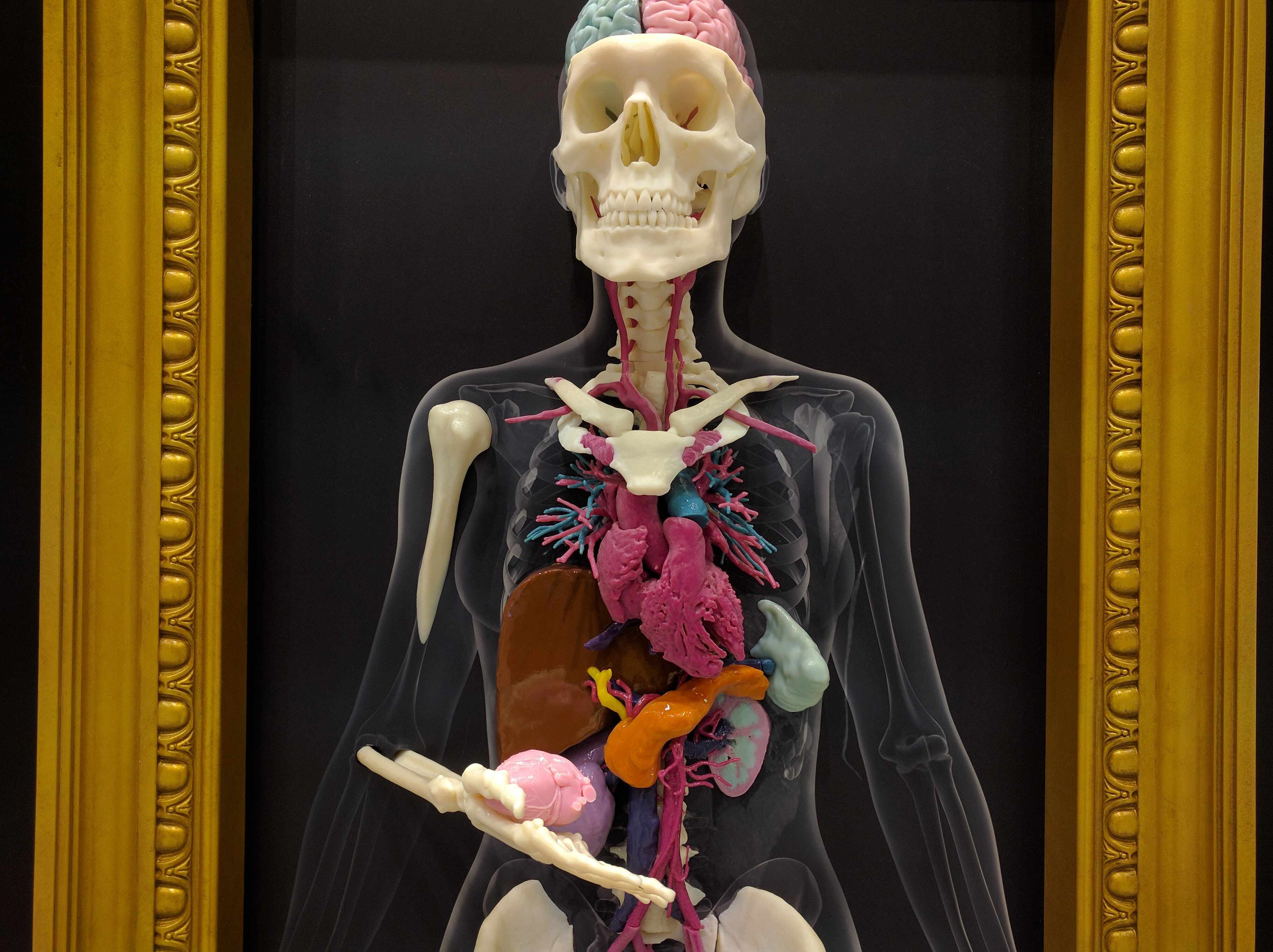 3d radiology model of human skeleton