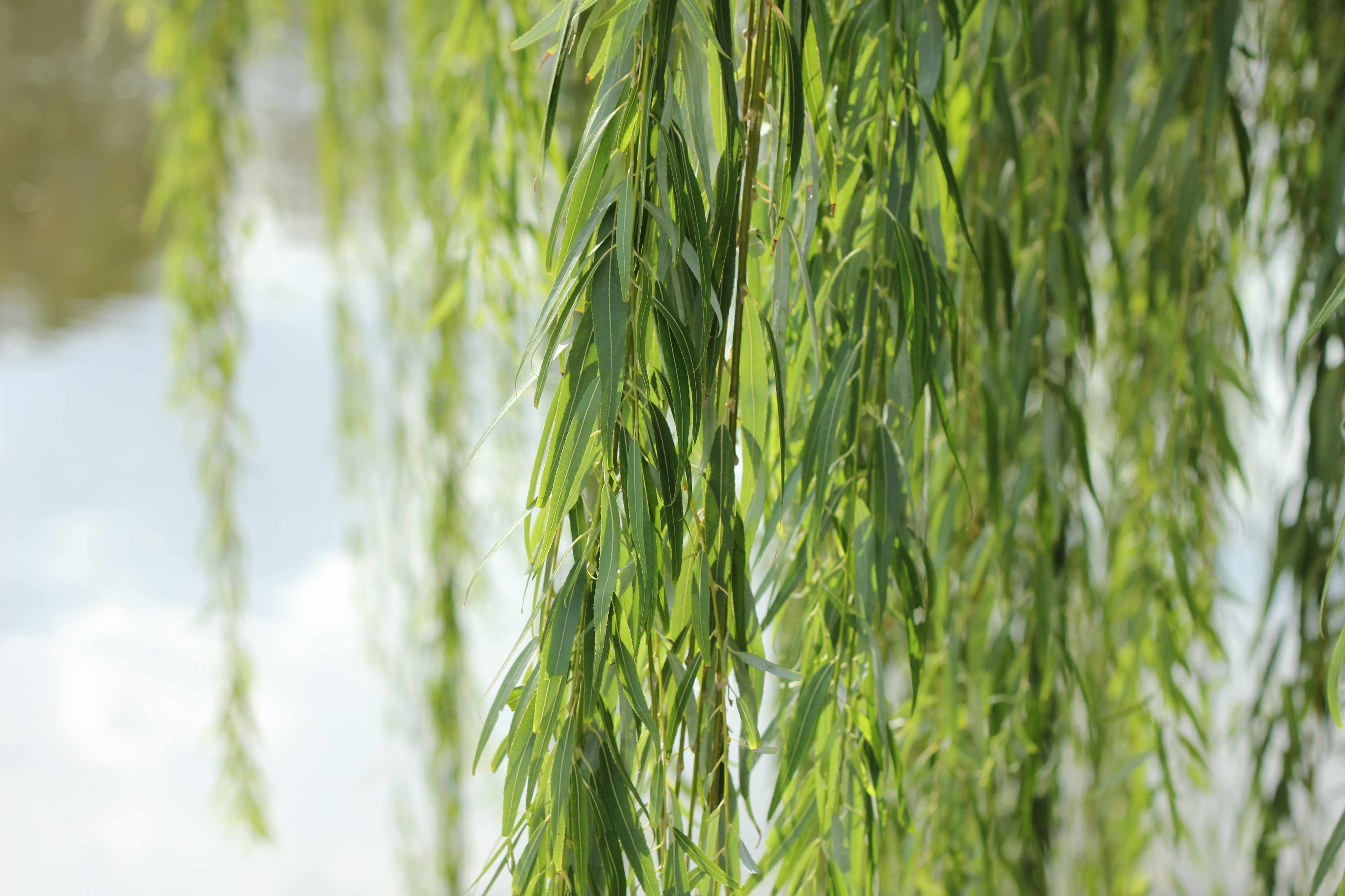 bright green willow tree branches blowing in the wind