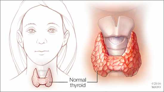 Ilustración médica de una glándula tiroides normal