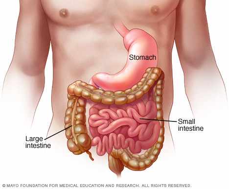 medical illustration of the stomach, small and large intestine