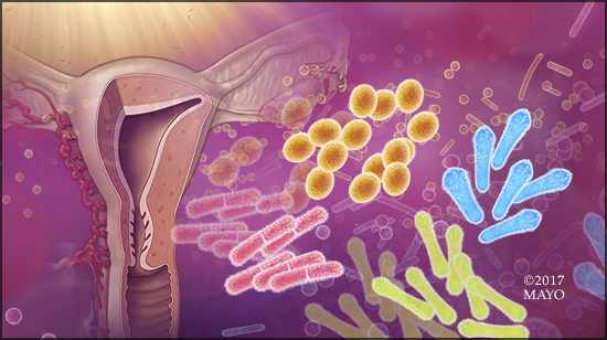 Illustration of vaginal microbes