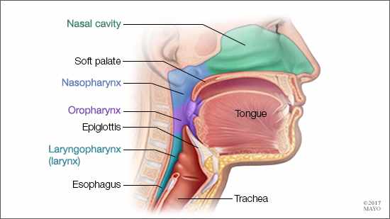 Ilustración médica de la anatomía de la garganta