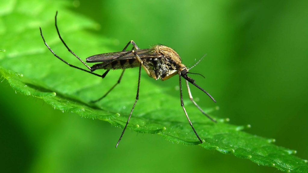 Foto de un mosquito sobre una hoja verde