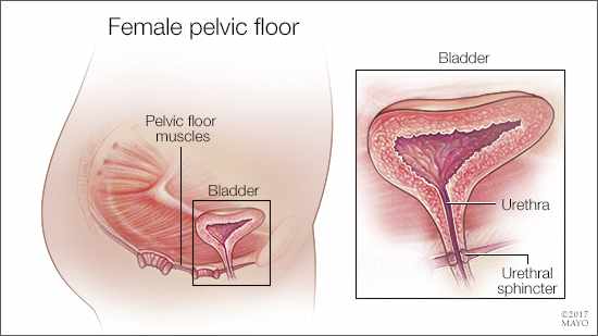 Ilustración médica del piso pélvico femenino