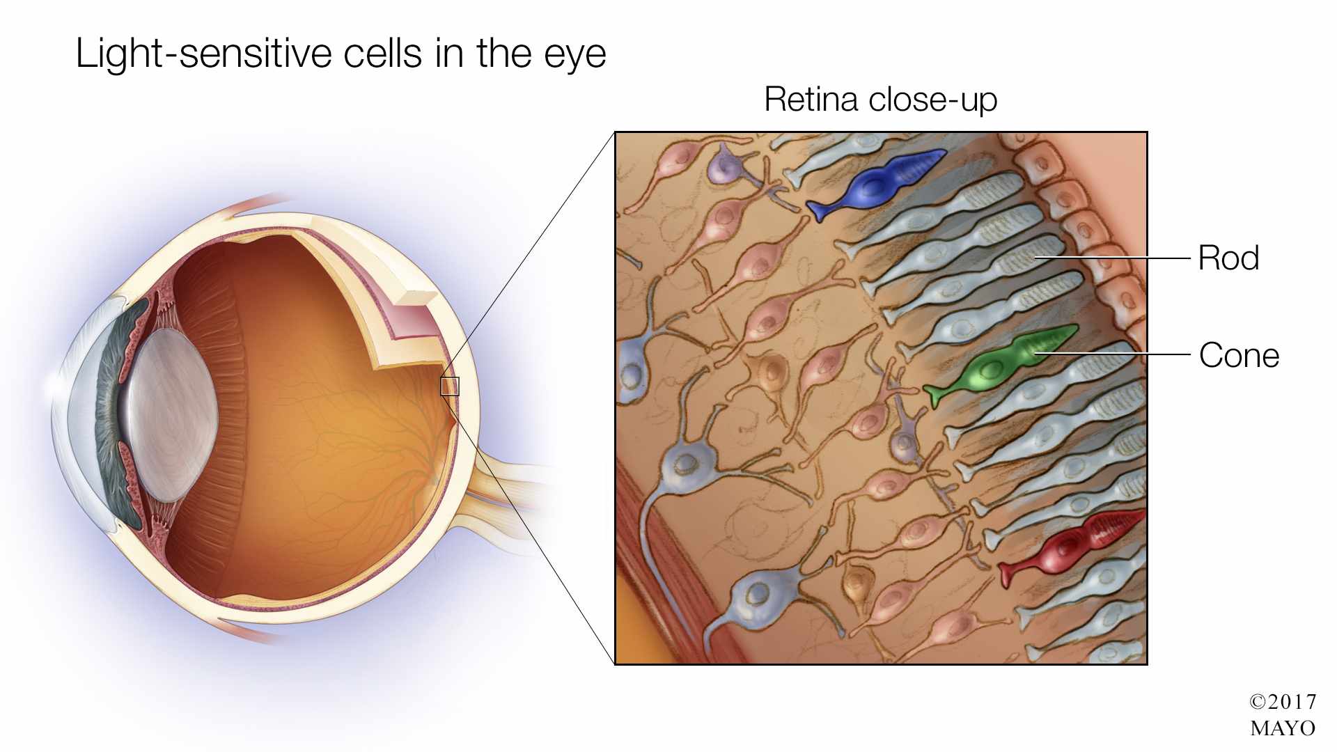 a medical illustration of light-sensitive cells in the eye with close-up of the retina, rods and cones