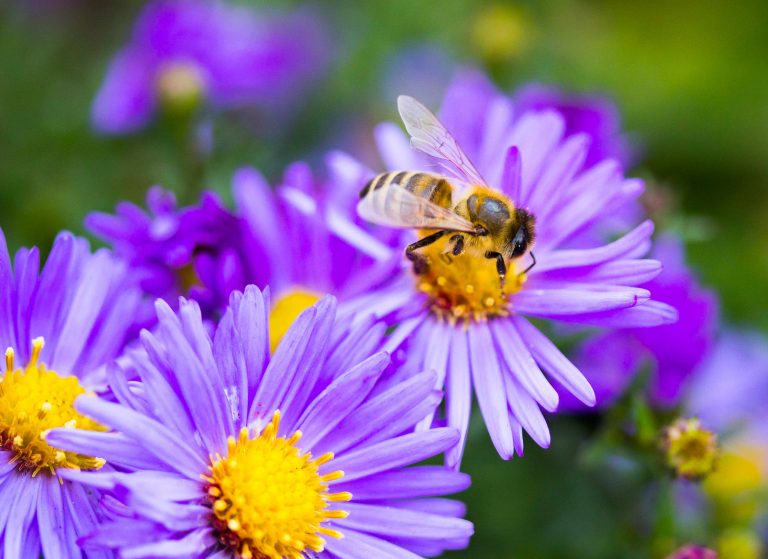 Home Remedies: Stung by a bee - Mayo Clinic News Network