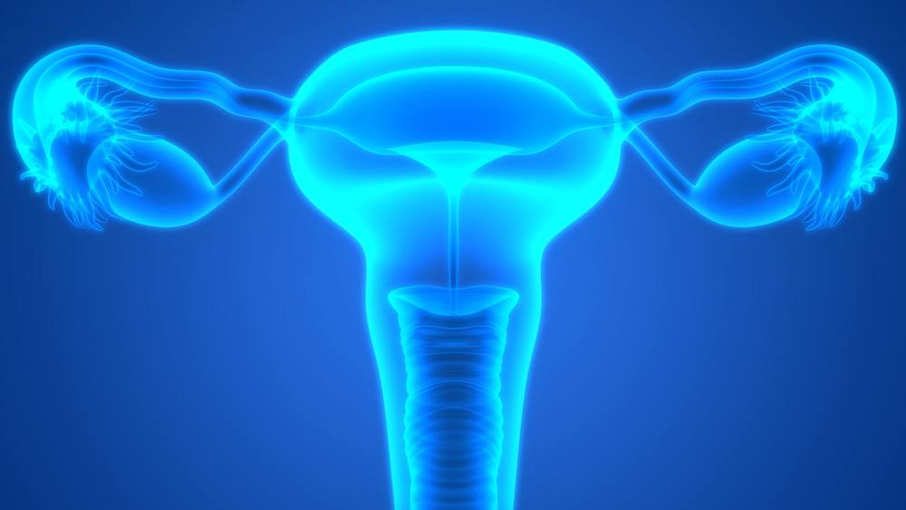 Imagen tridimensional del aparato reproductor femenino
