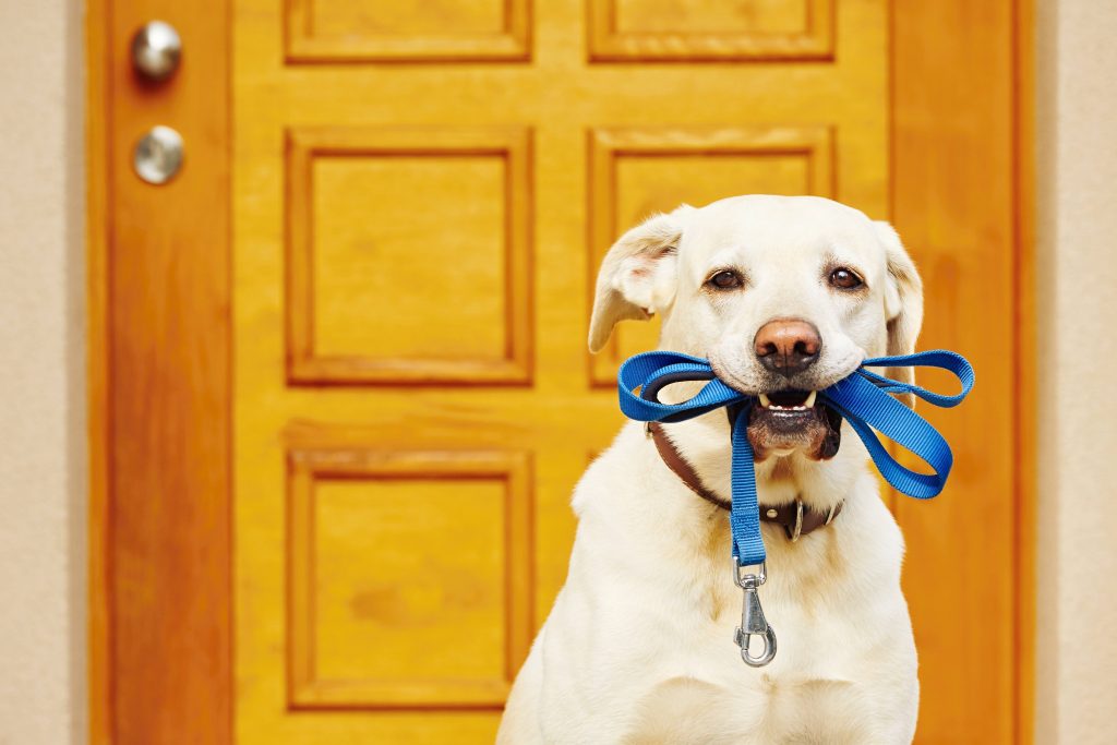 a Labrador retriever sitting in front of a door with its leash in its mouth, waiting to go for a walk