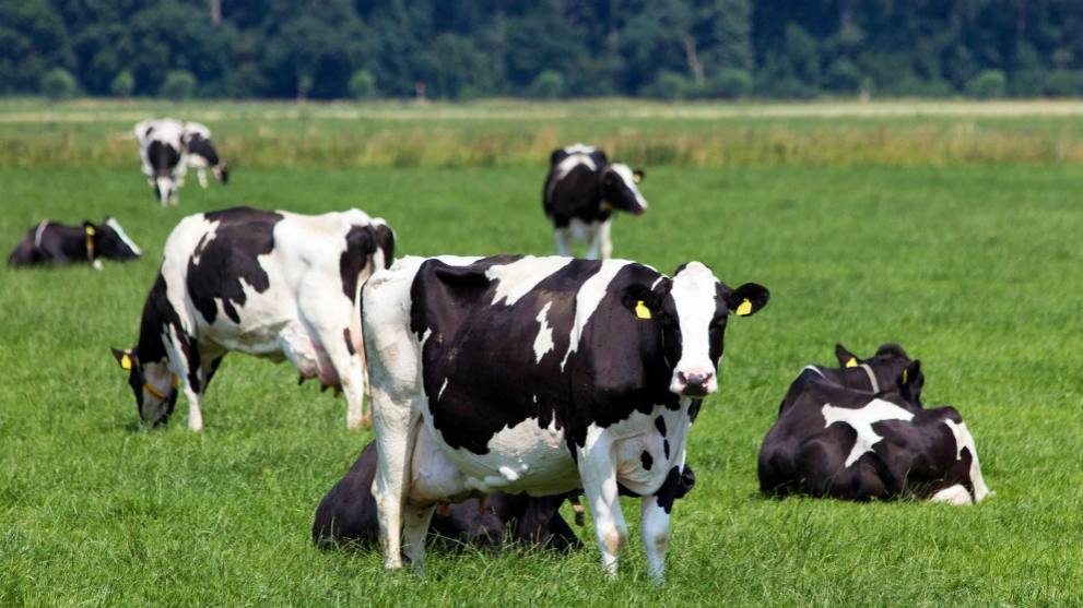Vacas lecheras de color blanco y negro pastan en una hacienda