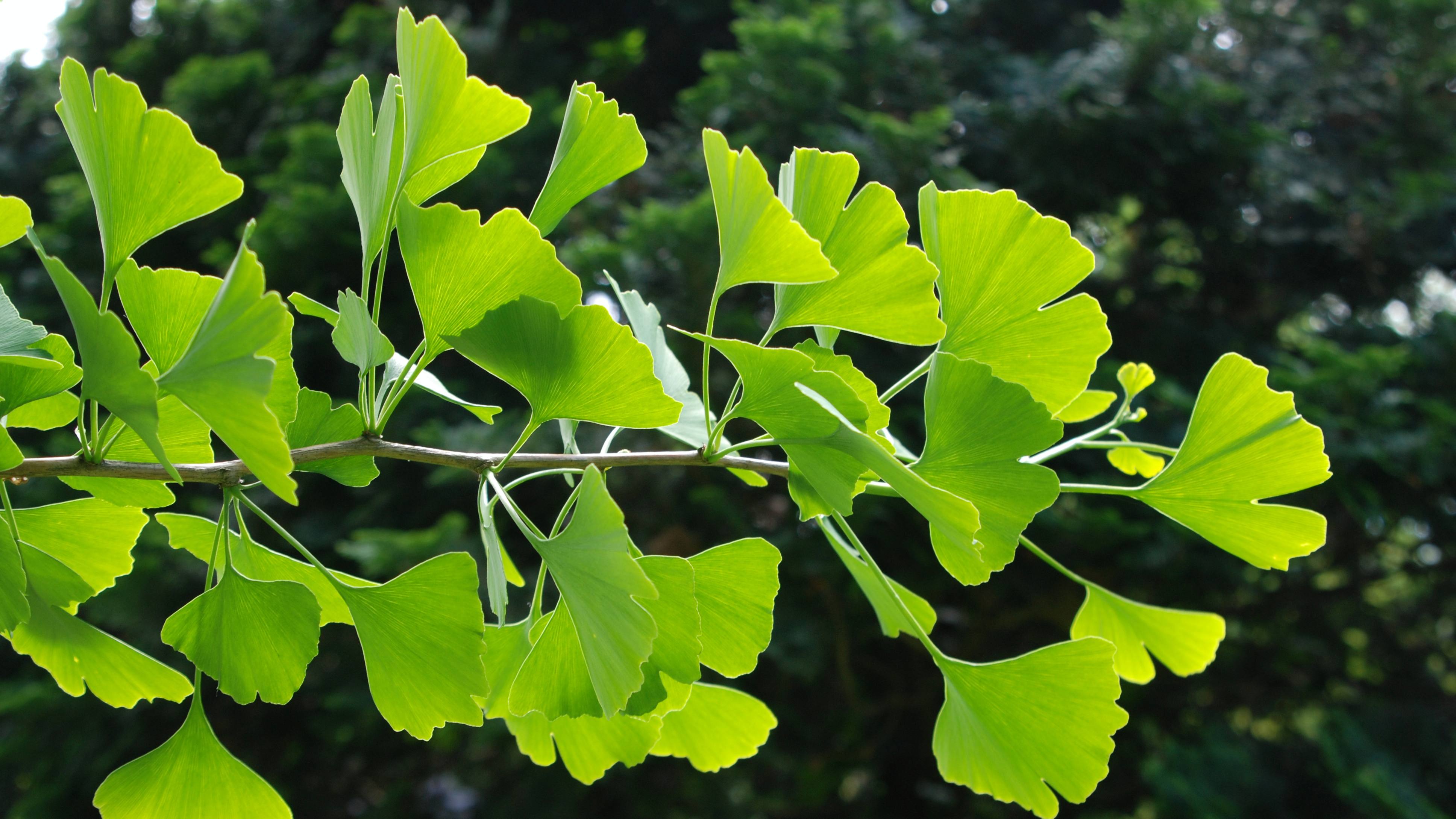 a branch of a ginkgo tree with bright green leaves in the sunlight