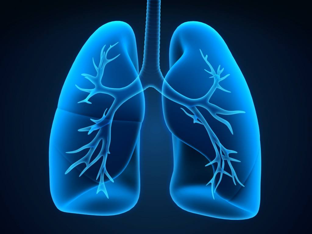 a medical illustration of lungs