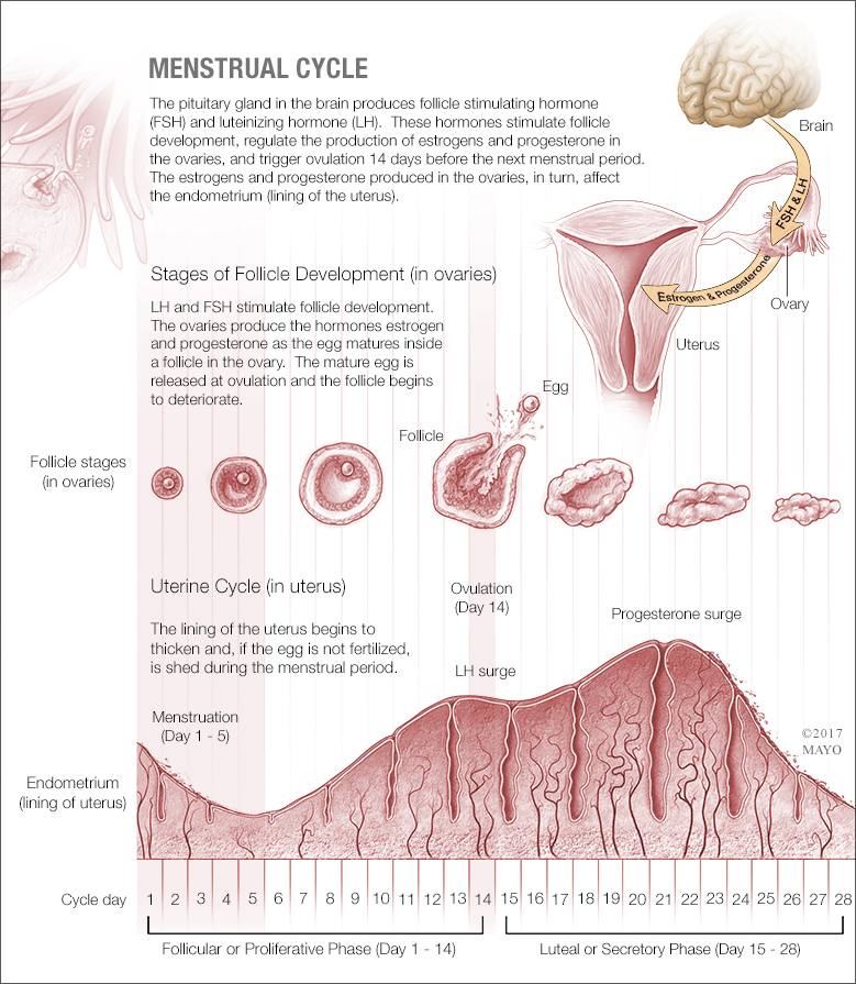a medical illustration of the menstrual cycle