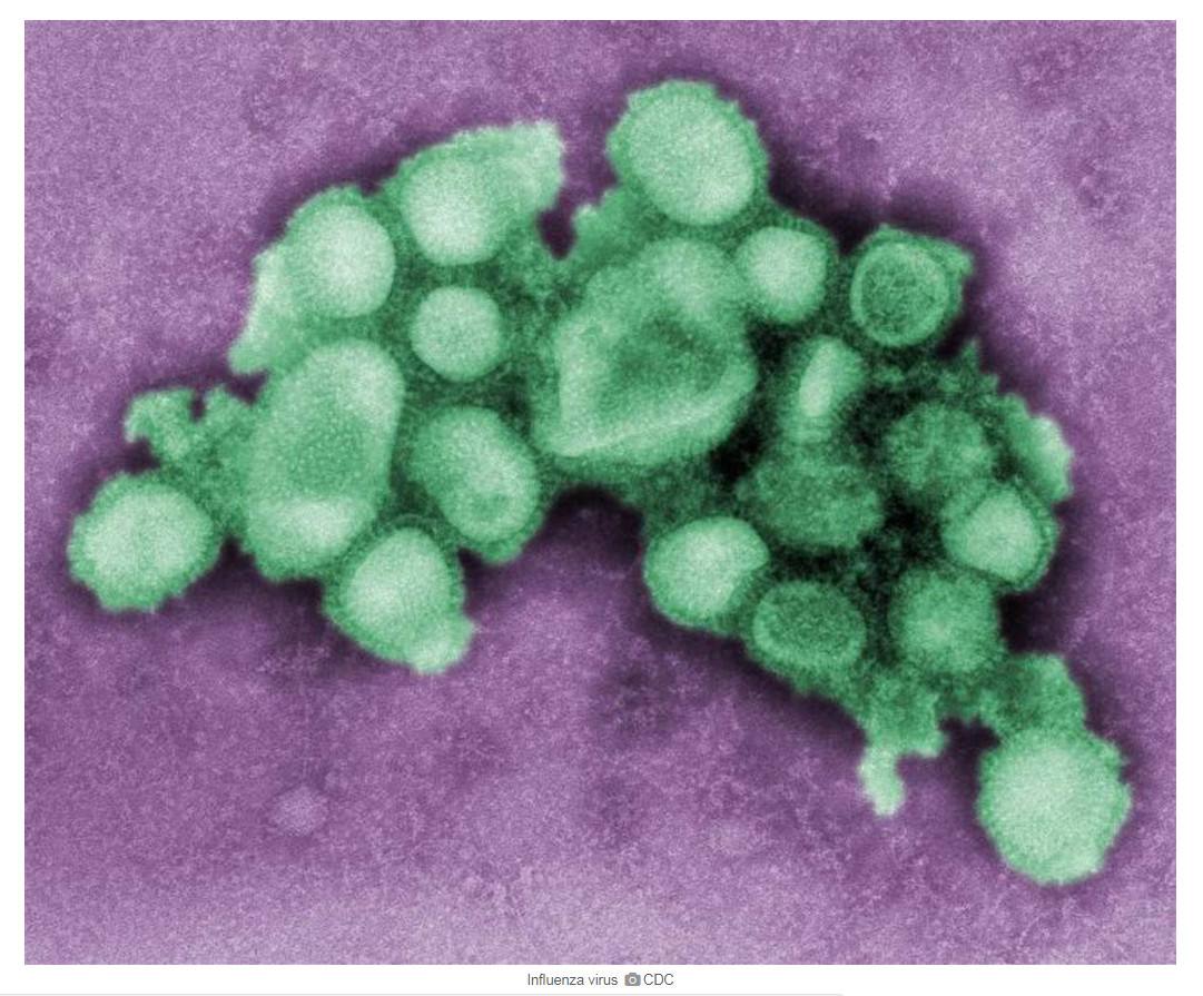 microscopic image of the flu virus