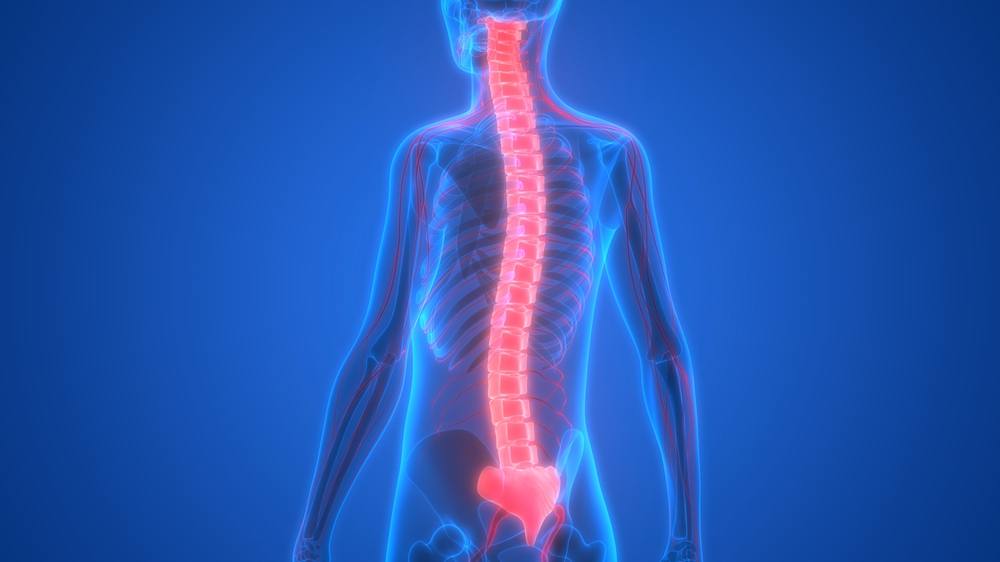 Esqueleto humano con el sistema nervioso (médula espinal) resaltado