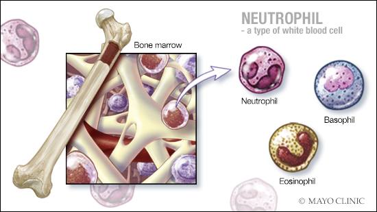 a medical illustration of bone marrow, neutrophils, basophils and eosinophils