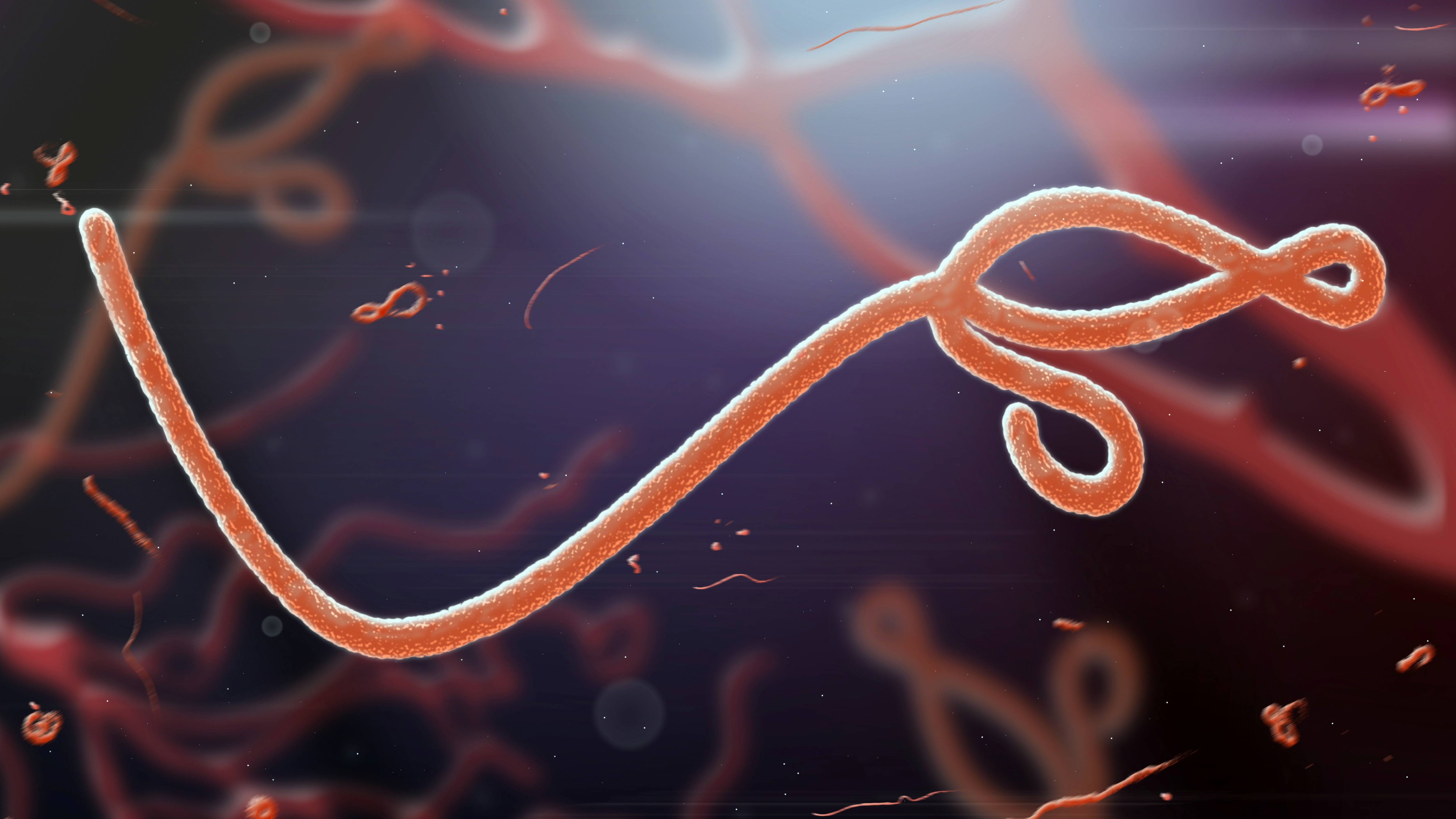 microscopic view of the Ebola virus