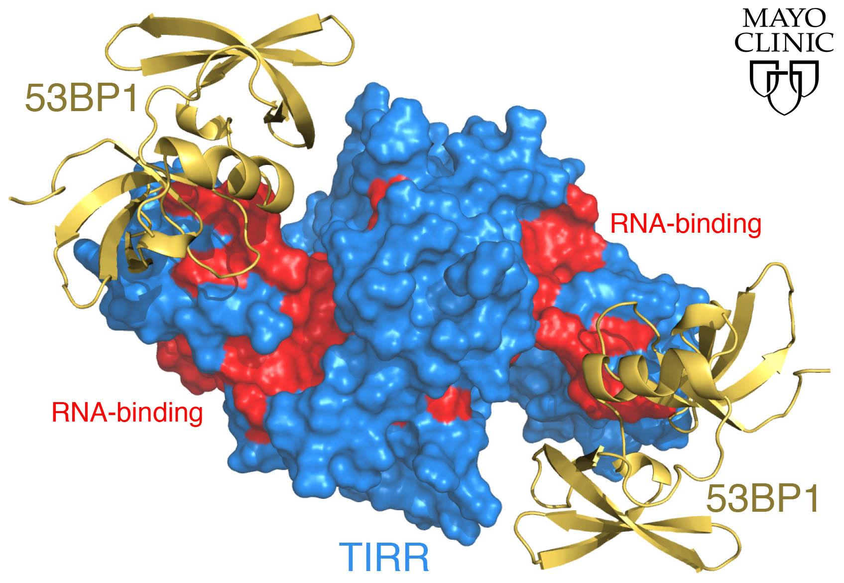 Mayo Researchers Find Off on Switch For DNA Repair Protein Mayo 