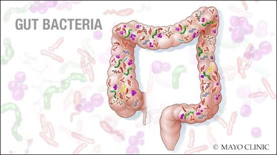 a medical illustration of gut bacteria