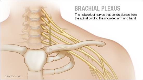 medical illustration of brachial plexus