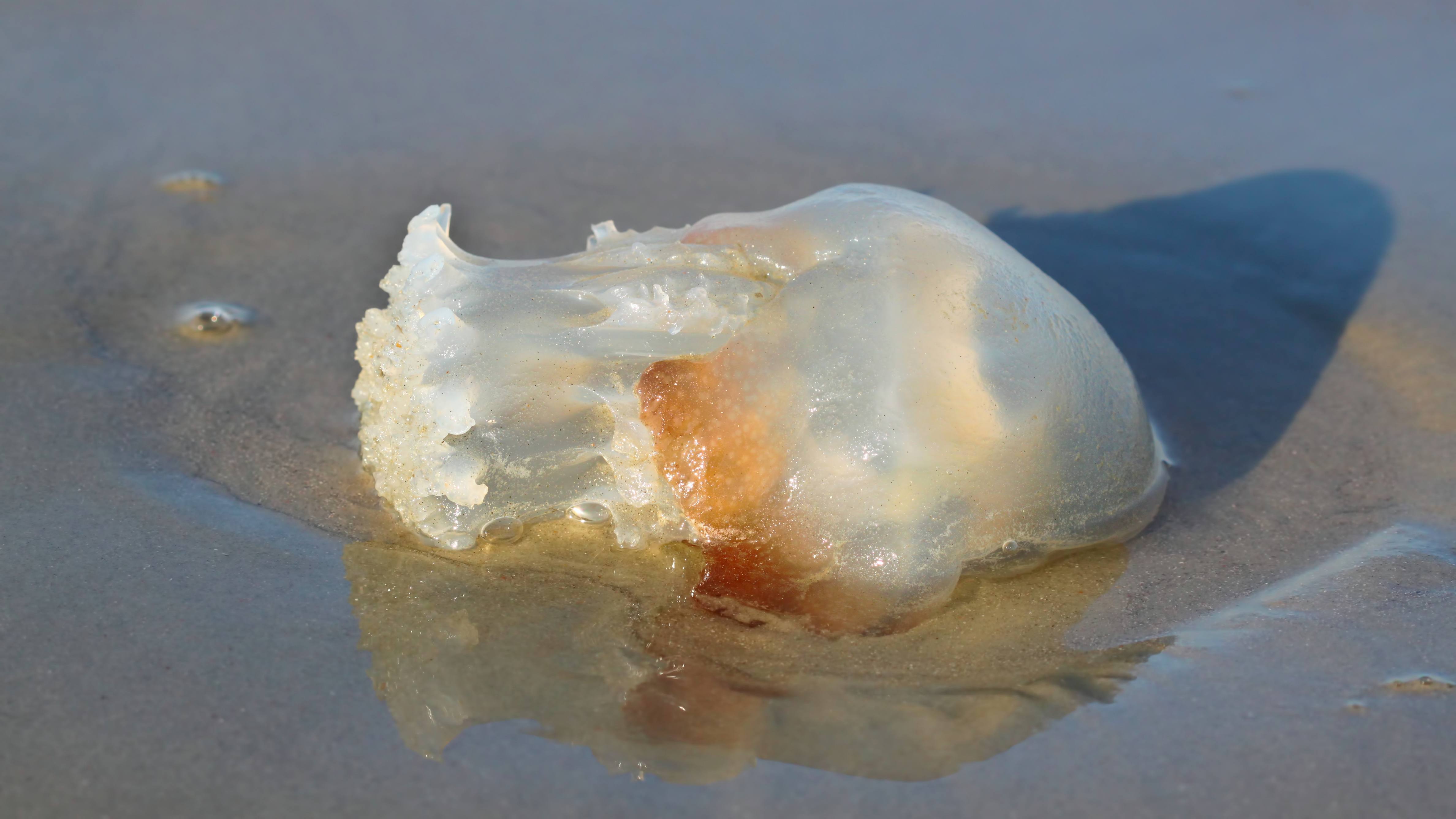 jelly fish on the beach