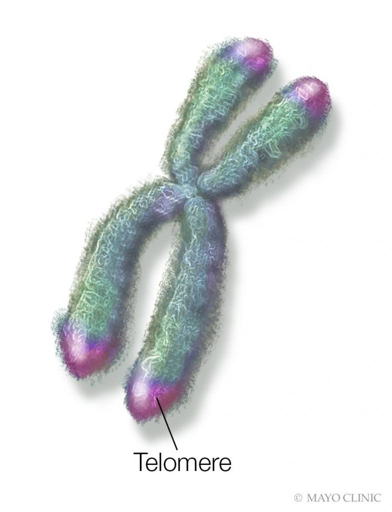 Ilustración de un cromosoma que identifica al telómero
