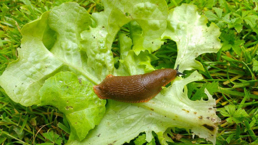Infectious Diseases AZ What is rat lungworm? Mayo Clinic News Network
