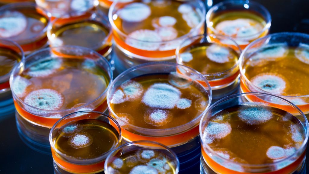 Penicillin fungi in petri dishes in a research lab
