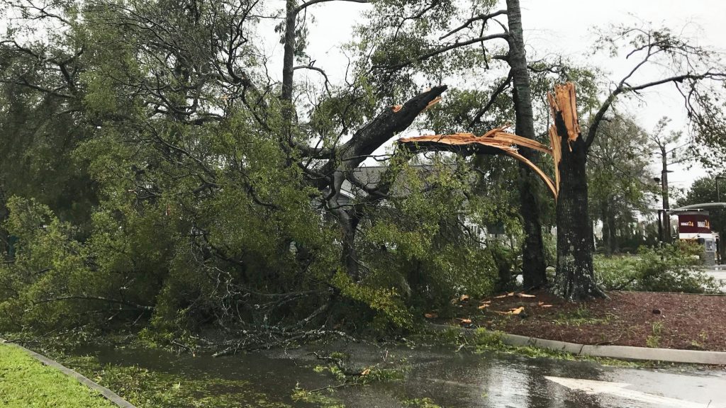 Un árbol grande, partido y con ramas quebradas después de una tormenta