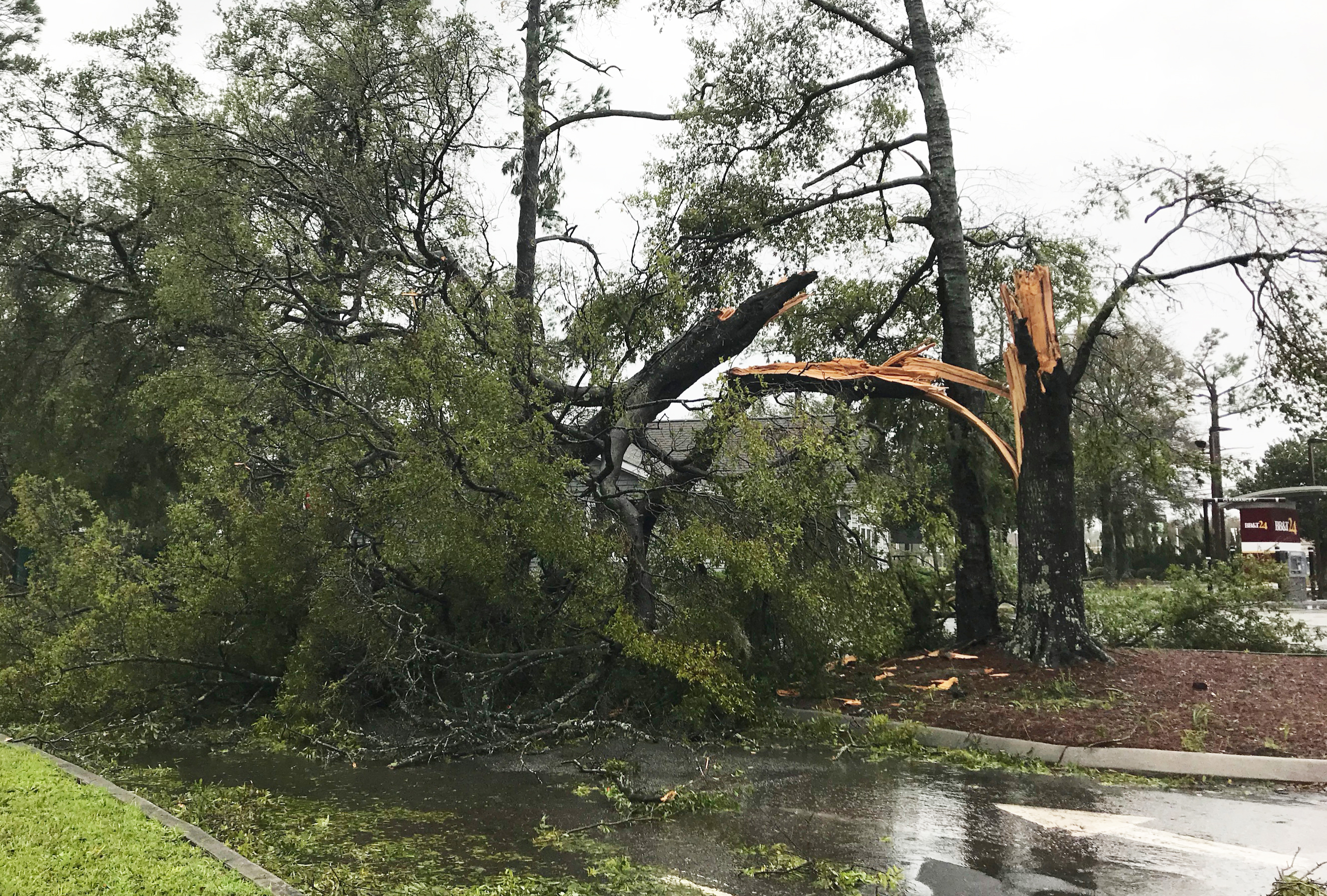 a large tree cracked, split and broken after storm in North Carolina - Hurricane Florence