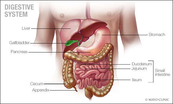 Crohn's disease is an inflammatory bowel disease - Mayo Clinic News Network