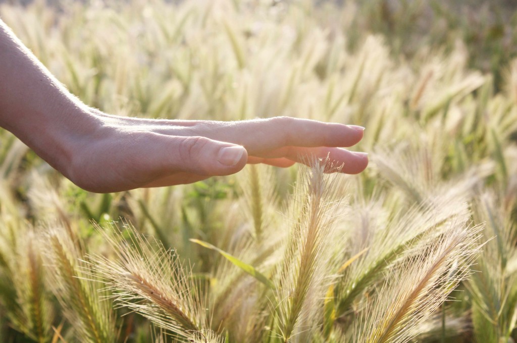 a woman's hand lightly, thoughtfully, mindfully touching some wheat in a field